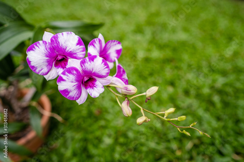 Beautiful blossom Dendrobium in garden