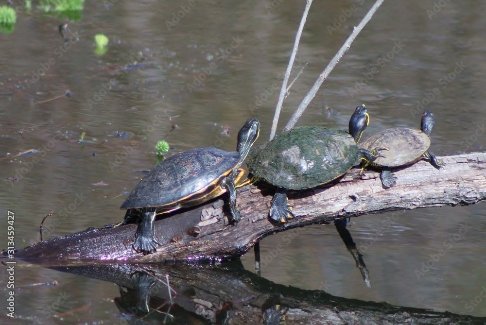 Obraz premium Turtles basking on a log