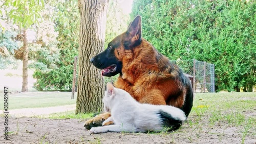 A german shepherd dog and a housecat playing friendly on a sunny day.