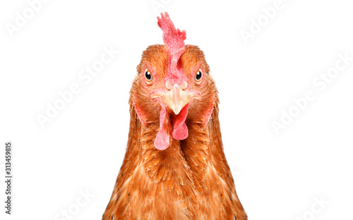 Portrait of a beautiful funny chicken, closeup, isolated on white background