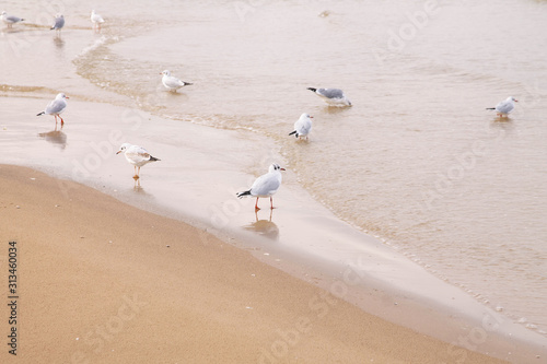 Seagulls on the sea