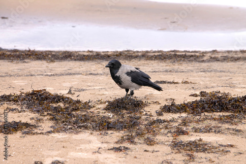 crow on the beach