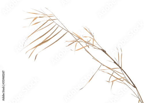 Dry cane reed leaves isolated on white background with clipping path