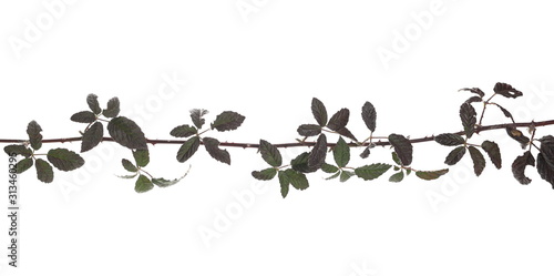 Wild blackberry twig, branch with leaves, foliage isolated on white background