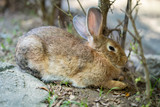 brown rabbit in shade