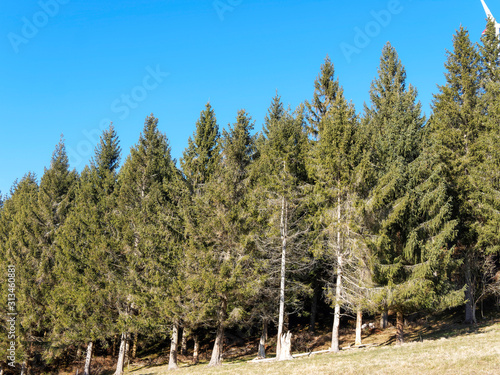 (Abies alba) Paysage de haut Sapin blanc ou sapin pectiné typique de Forêt-Noire alignés, au tronc droit, écorce grise argentée sous un ciel bleu photo