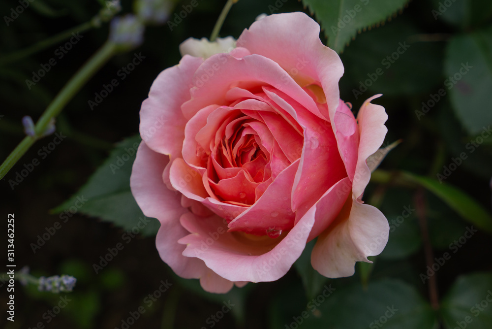Single rose isolated with leaves on green background. Single rose isolated with leaves on green background.