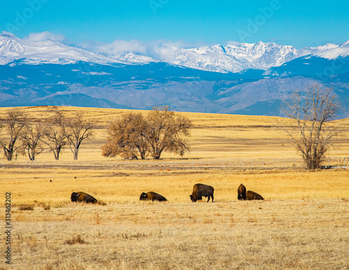 Buffalo graze on the plains with snow capped Rock Mountains in the background.