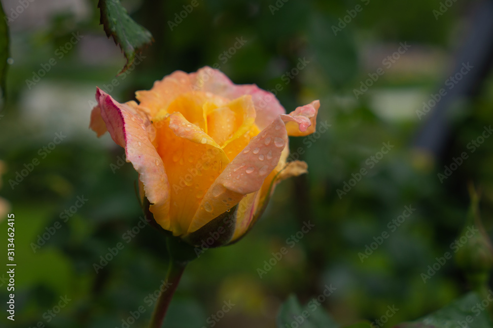 Single rose isolated with leaves on green background. Single rose isolated with leaves on green background.
