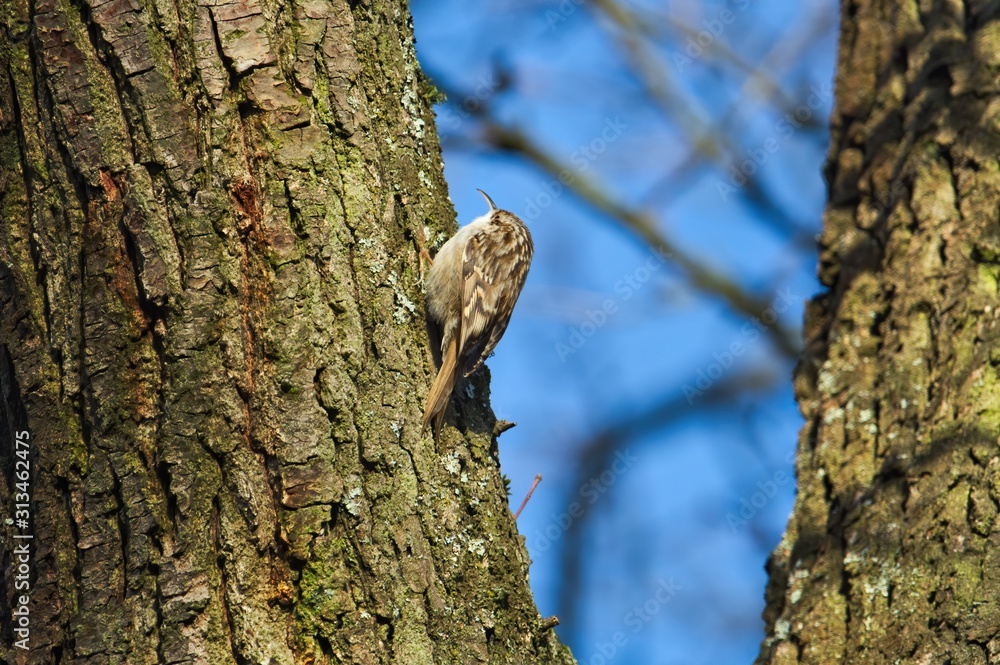 Ein Gartenbaumläufer klettert einen Baum entlang auf der Suche nach Insekten, Certhia brachydactyla Ein Gartenbaumläufer klettert einen Baum entlang auf der Suche nach Insekten, Certhia brachydactyla