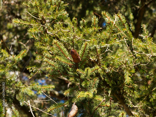 Cônes brun du sapin blanc ou sapin pectiné (Abies alba) de Forêt-Noire  photo