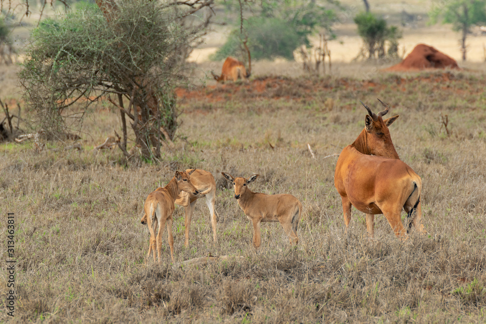 african antelope african antelope