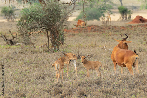 african antelope