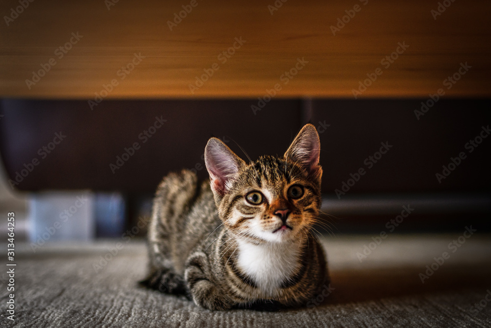 Kitten Kitten