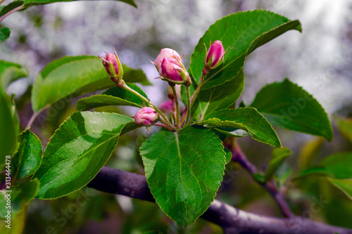 Blooming branch of wild apple tree on a blurred background.