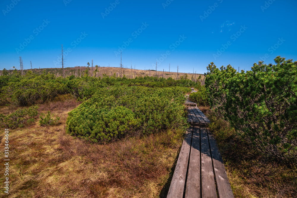 Board Walkway in a typical moorland with hiking trail