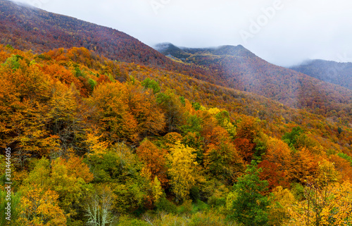 Beech forest, Fuentes del Narcea, Degaña e Ibias Natural Park, Asturias, Spain, Europe photo