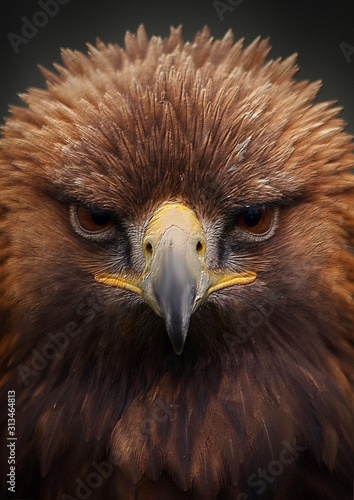Принти на полотні portrait of an eagle