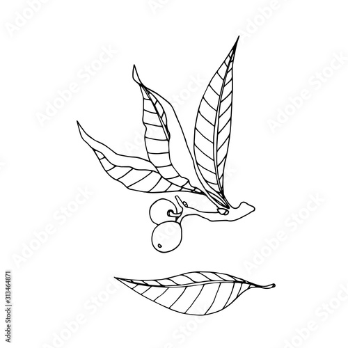 walnut branch with leaves and nuts in the skin, element of decorative ornament or pattern, vector illustration with black contour lines isolated on white background in doodle and hand drawn style