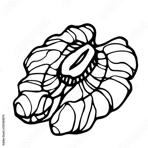 part of a walnut core, an element of a decorative ornament or pattern, vector illustration with black contour lines isolated on a white background in a Doodle and hand drawn style