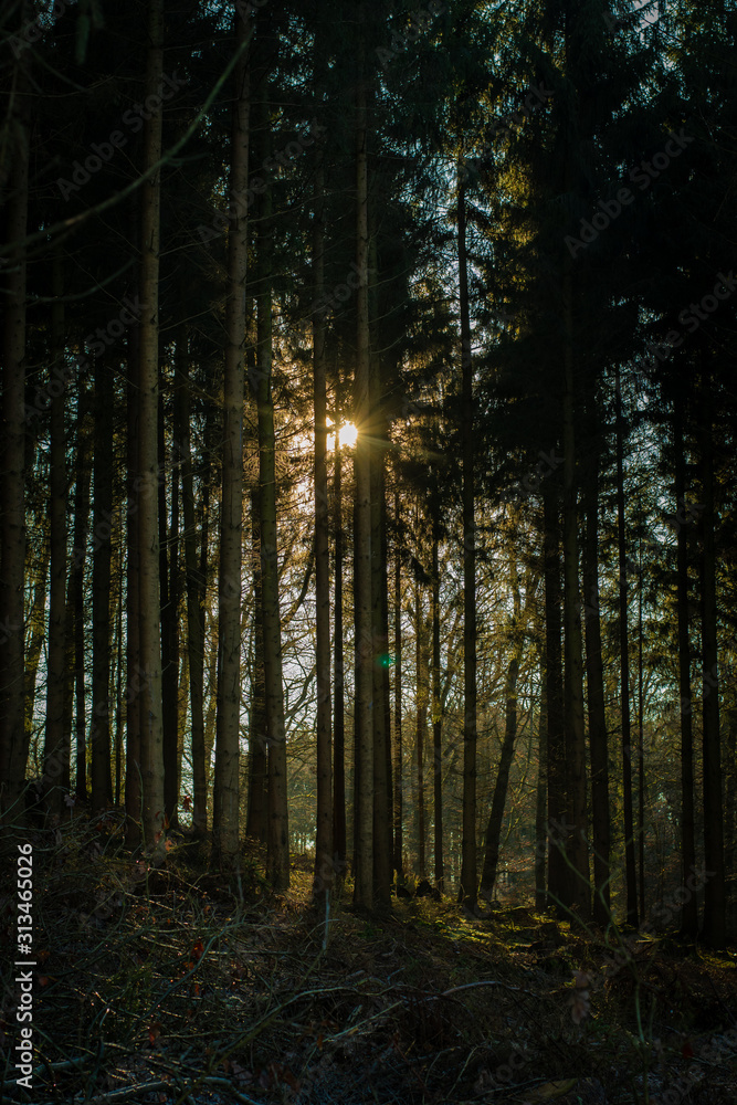 Fototapeta premium Winterwald ohne Schnee
