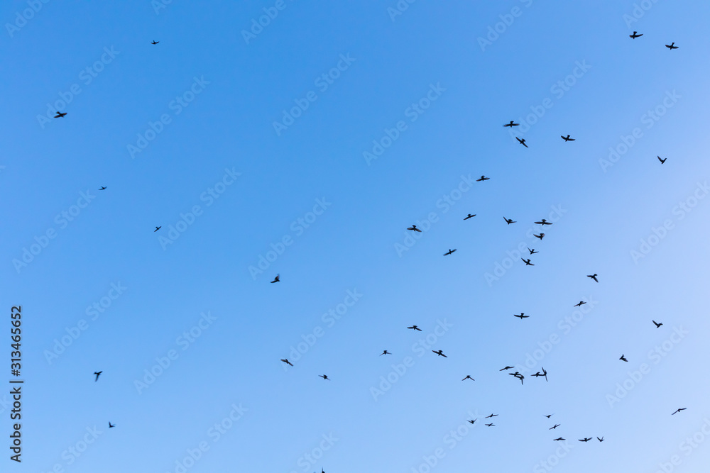 The birds is flying on blue sky, Sky background image The birds is flying on blue sky, Sky background image