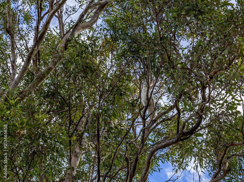 Lone cockatoo sits hidden amoungst tree branches in woodlands Lone cockatoo sits hidden amoungst tree branches in woodlands