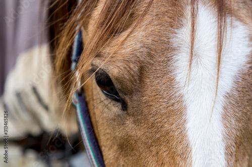 Beautiful brown horse with white stripe on face looking forward, selective focus on eye and eyelashes