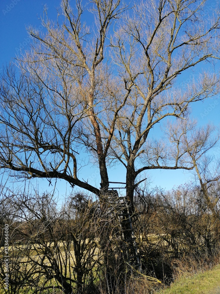 Obraz premium hunters looking-place in a tree