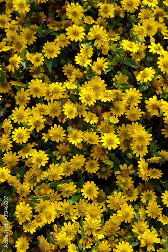 viele gelbe Blüten Sanvitalia - Husarenknöpfchen