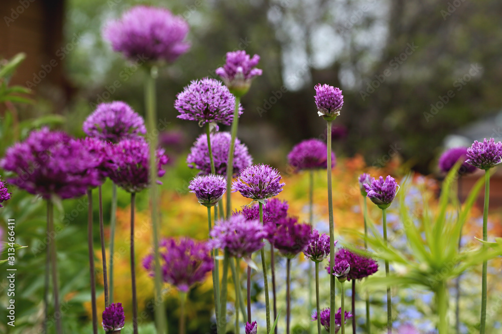 field of purple flowers