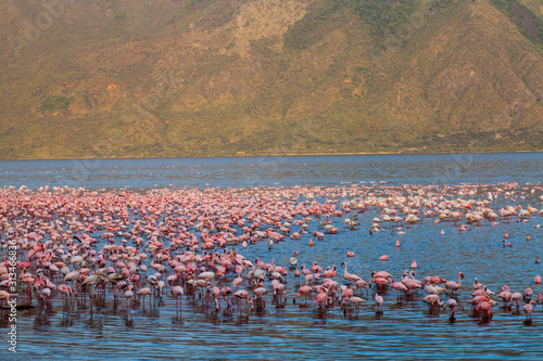 LESSER FLAMINGO (Phoenicopterus minor), Bogoria Lake, Kenya, Africa