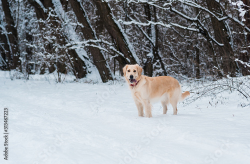 Portrait of young golden retriever playing with snow