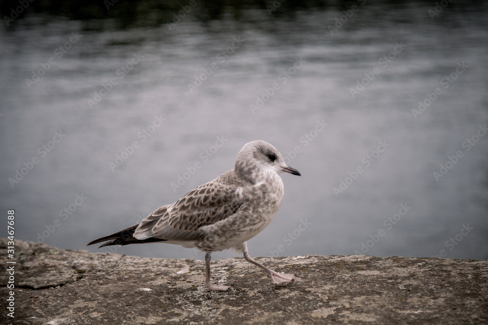 Little grey seagull near stony lake shore. Little grey seagull near stony lake shore.