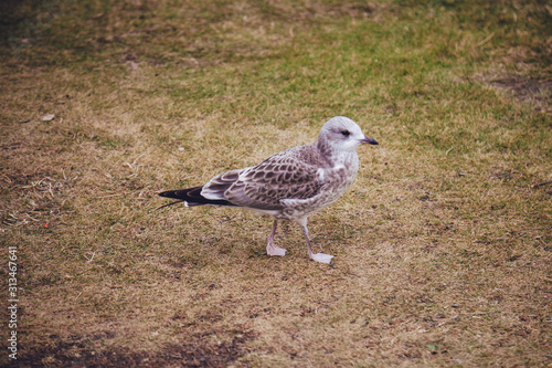 Wallpaper Mural Little grey seagull near stony lake shore. Torontodigital.ca