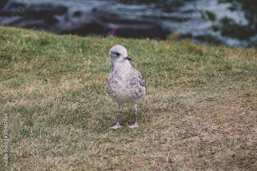 Wallpaper Mural Little grey seagull near stony lake shore. Torontodigital.ca