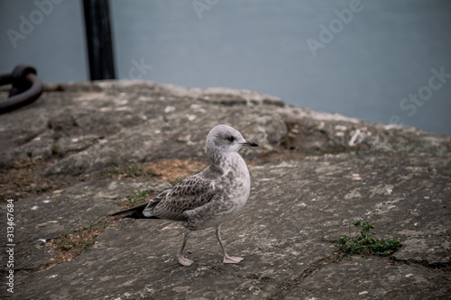 Wallpaper Mural Little grey seagull near stony lake shore. Torontodigital.ca