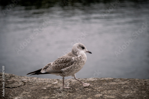 Wallpaper Mural Little grey seagull near stony lake shore. Torontodigital.ca