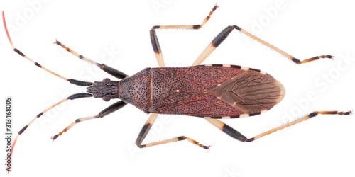 Dicranocephalus albipes is a genus of true bugs in the family Stenocephalidae. Dorsal view of true bug isolated on white background.