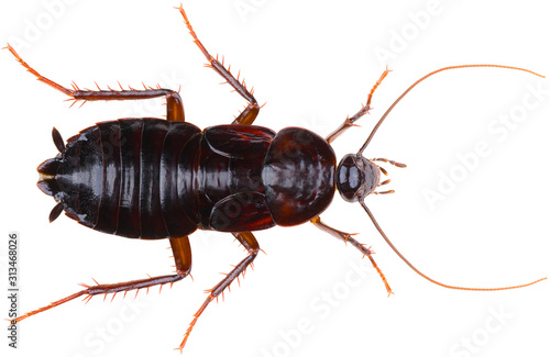 The oriental cockroach (Blatta orientalis), also known as the waterbug or black beetle, is a species of cockroach. Cockroach isolated on white background. Dorsal view of the female oriental cockroach. photo