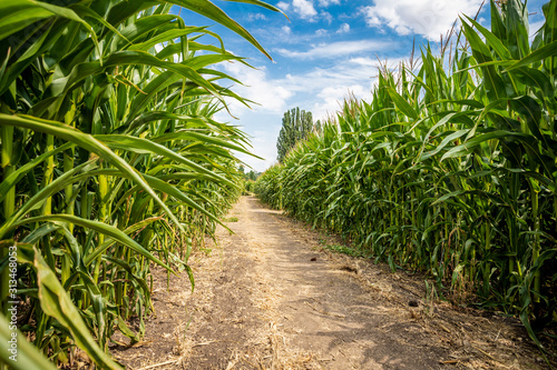 Corn maze