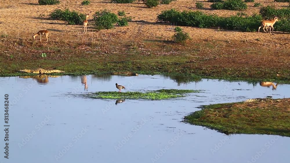 Nile crocodile, impalas and egyptian goose in Riverbank scenery in Kruger National park, South Africa; Nile crocodile, impalas and egyptian goose in Riverbank scenery in Kruger National park, South Africa;