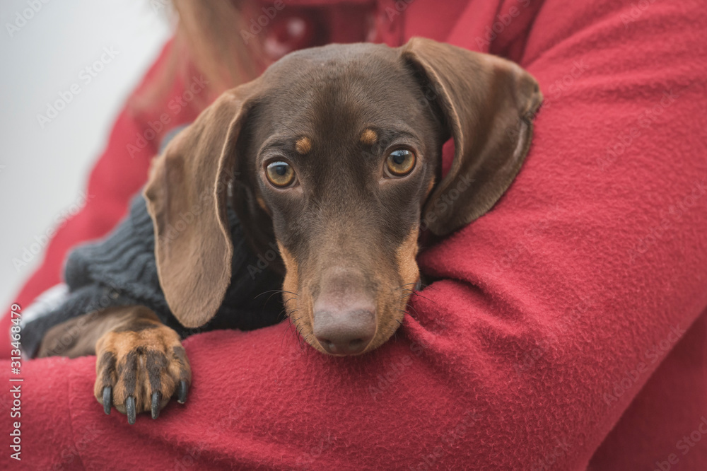 Dachshund dog with pullover in the arms of its owner looking at camera. Horizontal