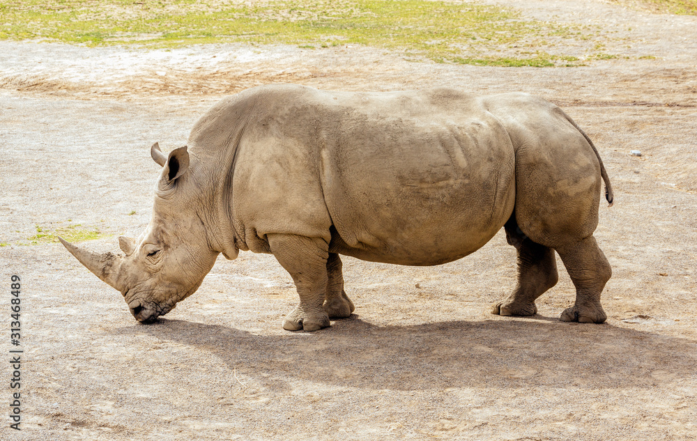 Close up of large Southern White Rhinoceros, Ceratotherium Simum, in their habitat in Dublin zoo, Ireland Close up of large Southern White Rhinoceros, Ceratotherium Simum, in their habitat in Dublin zoo, Ireland