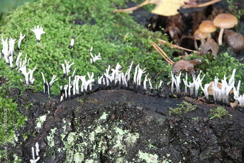 Mushroom during the autumn season on the Veluwe forest in Gelderland named Xylaria hypoxylon or candlestick fungus photo