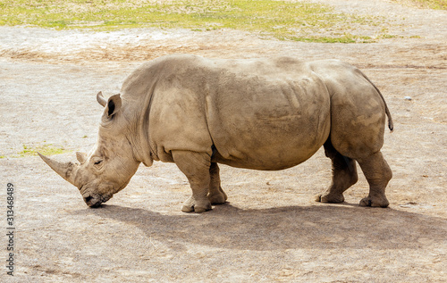 Close up of large Southern White Rhinoceros, Ceratotherium Simum, in their habitat in Dublin zoo, Ireland