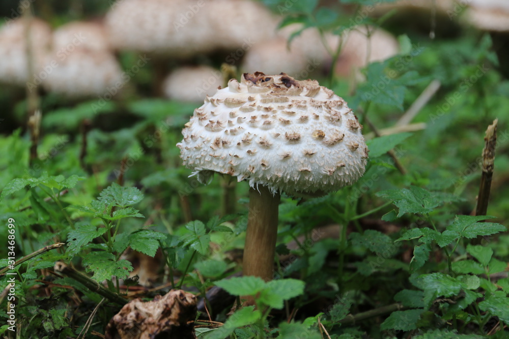 Mushroom during the autumn season on the Veluwe forest in Gelderland named Macrolepiota procera, the parasol mushroom