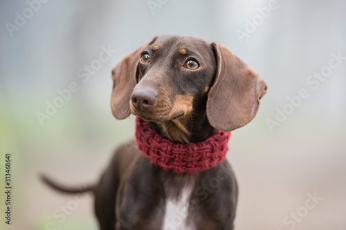 Dachshund dog portrait looking aside in a park with fog in the background. Horizontal