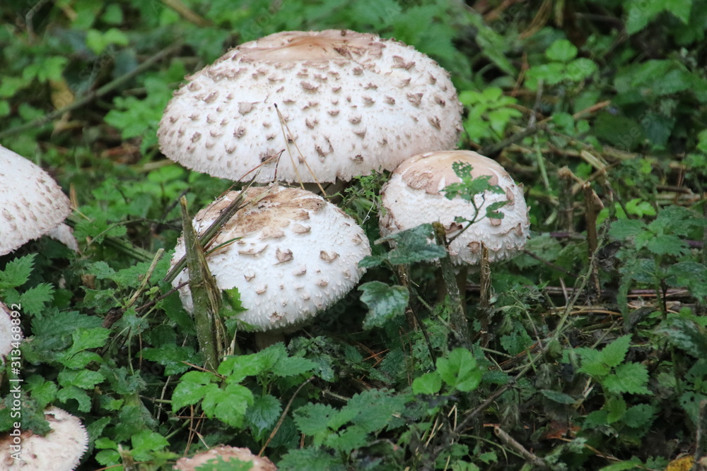 Mushroom during the autumn season on the Veluwe forest in Gelderland named Macrolepiota procera, the parasol mushroom Mushroom during the autumn season on the Veluwe forest in Gelderland named Macrolepiota procera, the parasol mushroom