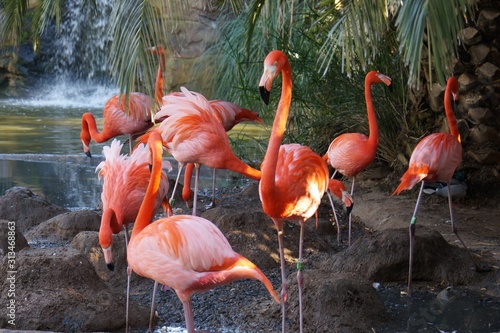 Flamingos in beautiful natural setting
